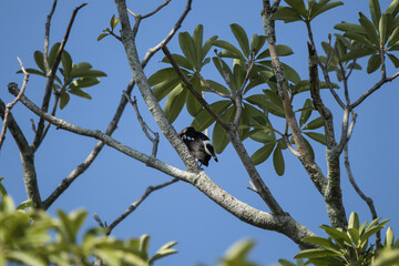 Asian pied starling  Bird on Tree