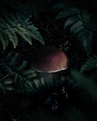 Beautiful edible boletus edulis mushroom growing around fern in shadow