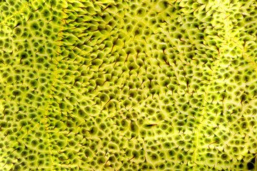 macro close up begonia leaf