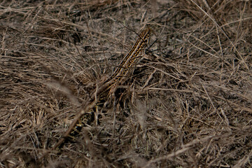 Small lizard is hiding camouflaging in straw grass