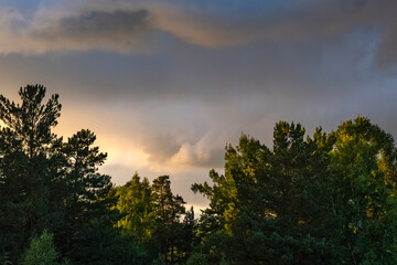 sunset in the forest