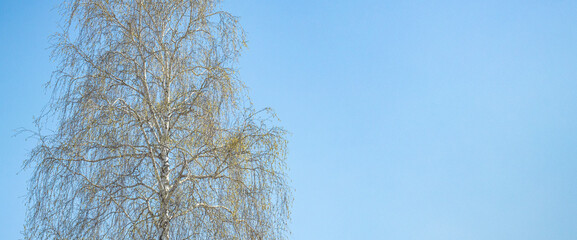 Spring large tree against a blue sky, copy space.
