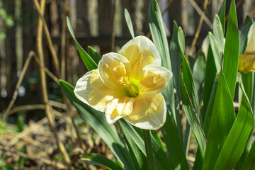 Delicate terry daffodils or narcissus spring flower with large petals close-up
