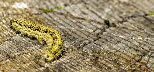 Caterpillar with spikes on an old stump selective focus, wide view.