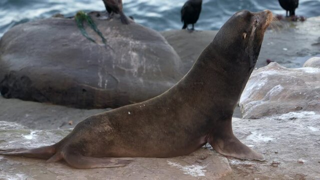 Wildlife in Super Slow Motion 4K 120fps: California Sea Lion on a rock - La Jolla, San Diego, the U.S.