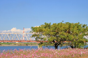 川沿いのコスモス畑