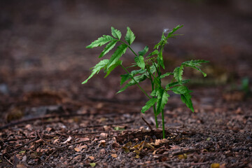 green fresh small tree closeup with sunlight shaded