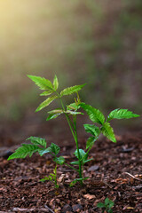 green fresh small tree closeup with sunlight shaded