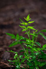 green fresh small tree closeup with sunlight shaded