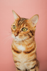 Funny Bengal cat on a pink background. Portrait on a wide-angle lens.
