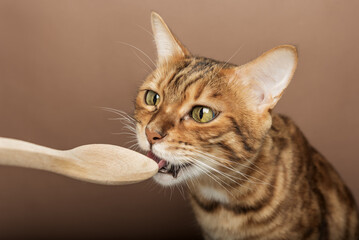 The owner feeds a cute cat from a wooden spoon.
