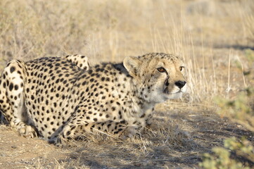 Namibia: A chettah in the namib desert. He belongs to the most endangered species