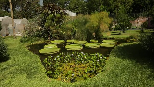 Giant south American aquatic plants.View of a pond growing Amazon Waterlilies, Victoria cruziana. View of the large floating green leaves and some lily pads. 