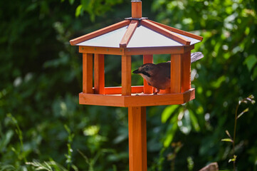 A jay in an aviary