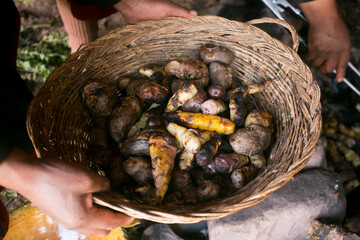Variety of Peruvian potatoes. In the pachamanca ceremony, lamb, alpaca, pork and beef are cooked. Also variety of tubers and vegetables. All under hot stones and covered with earth.