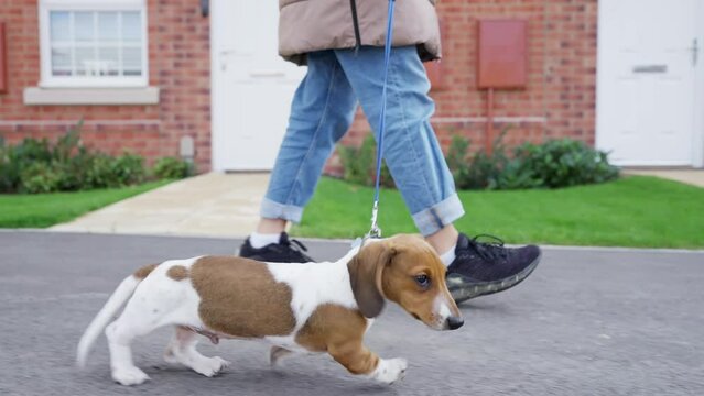 4K video of Miniature dachshund puppy dog on a walk in the streets with owner