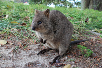 quokka at rottnest island (australia) 