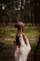 Woman holding in her hand small edible boletus edulis mushroom in front of pines
