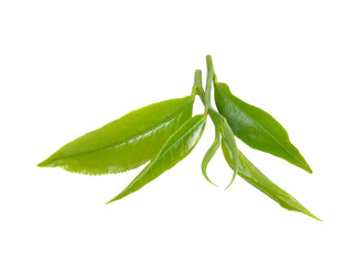 green tea leaf on  transparent png