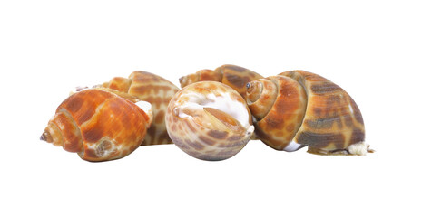 spotted babylon isolated on transparent png