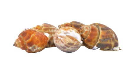 spotted babylon isolated on transparent png