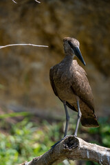 Hamerkop bird resting near water in Serengeti national park Tanzania