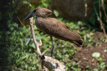 Hamerkop bird resting near water in Serengeti national park Tanzania
