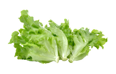   lettuce isolated on  transparent png