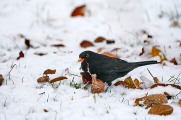 blackbird, Turdus Merula, sitting on an ornamental apple tree in fresh powder snow