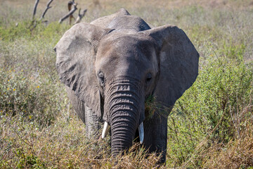 Fototapeta na wymiar African Elephant in the Wild. National park Tanzania. 