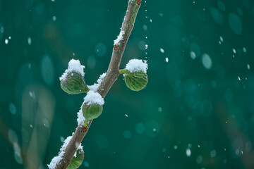 close up of a snowy fig tree branch in winter with falling snow flakes 