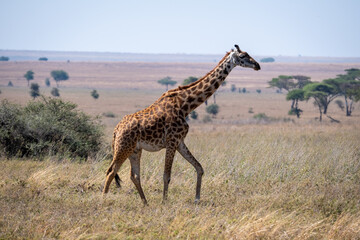 Naklejka na ściany i meble Giraffe in Serengeti national park. Safari wildlife. 
