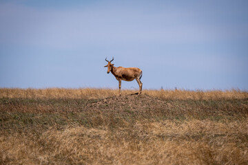 Majestic hartebeest standing on a small hill in a grass plain. 
