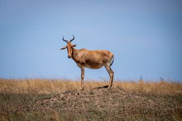 Naklejka premium Hartebeest standing on a small hill in Serengeti, Tanzania