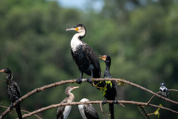 A Great Cormorant resting by the water