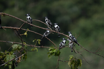 A Great Cormorant resting by the water
