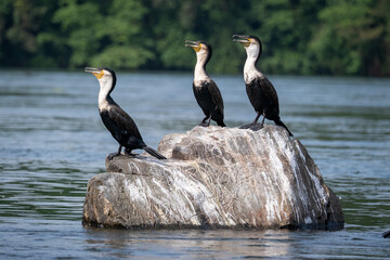A Great Cormorant resting by the water