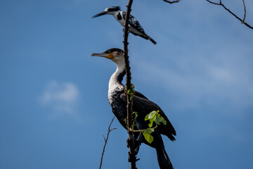 A Great Cormorant resting by the water