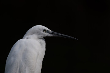Portrait of the little egret (Egretta garzetta) in Uganda national park