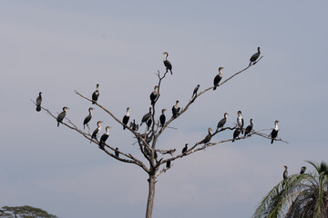 A Great Cormorant resting by the water