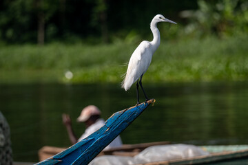 Obraz premium White Heron in the jungle