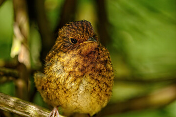  Solitary fledgling Robin with black and brown flecked plumage facing the camera while perched in a tree and illuminated by sunlight.