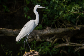 White Heron in the jungle