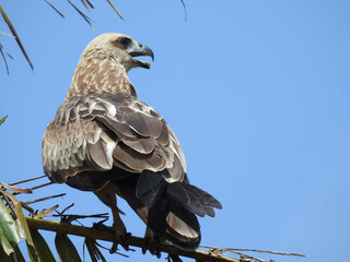 Kite is the common name for certain birds of prey in the family Accipitridae, particularly in subfamilies Milvinae, and Perninae.