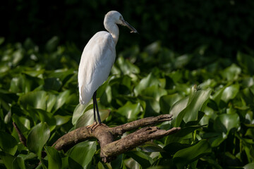 White Heron in the jungle