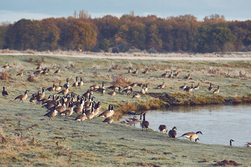 Canada Geese resting at lake shore in late autumn. High quality photo