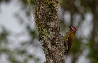 Golden-Olive Woodpecker (Colaptes rubiginosus) spotted in El Salvador