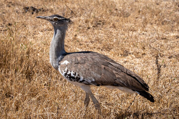 Kori Bustard (Ardeotis kori) in Serengeti national park Tanzania