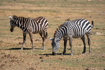 Fototapeta na wymiar Zebra in the grass nature habitat, National Park of Tanzania. Wildlife scene from nature, Africa