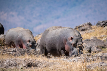 hippopotamus on land, Serengeti national park Tanzania